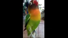 Pancing Birahi Lovebird