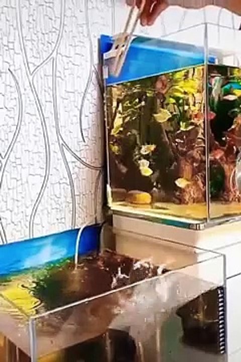 kompilasi video hewan lucu 8