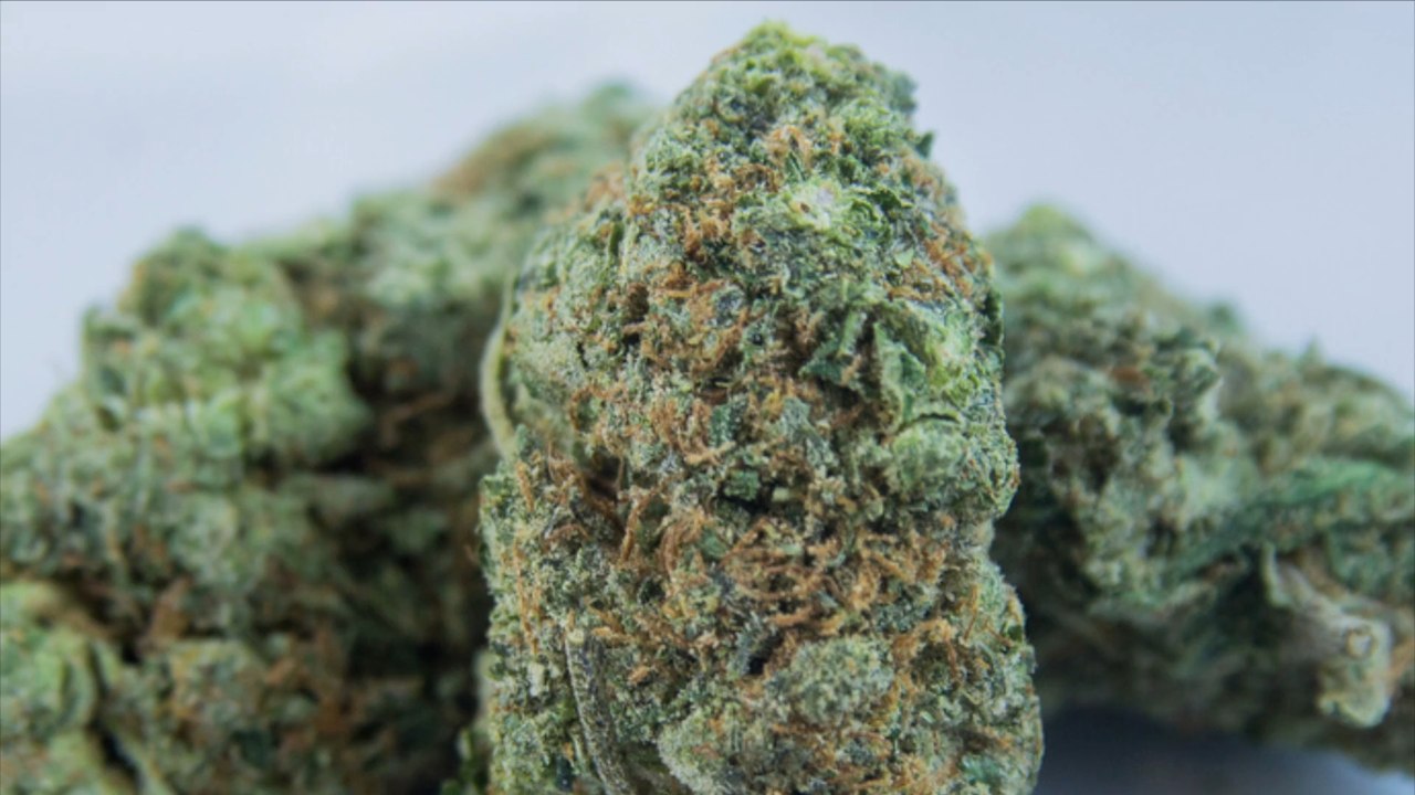 Polizisten "erschnuppern" Hunderte Kilogramm Marihuana