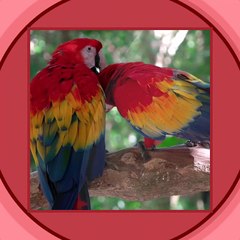 Nature and wildlife videos and beautiful creature on our planet
