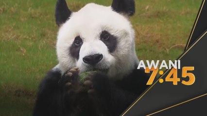 Panda Gergasi | Panda jantan tertua dunia mati pada usia 35 tahun
