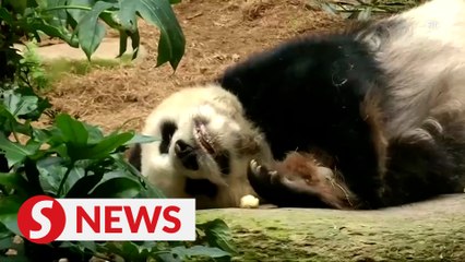 'Longest-living' male giant panda dies at 35