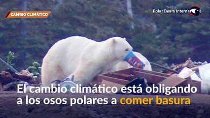 Osos Polares deben buscar alimento en la basura