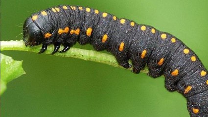 İlk defa izleyeceksiniz! Kendisini tehlikede hisseden tırtıl, böyle yılana döndü