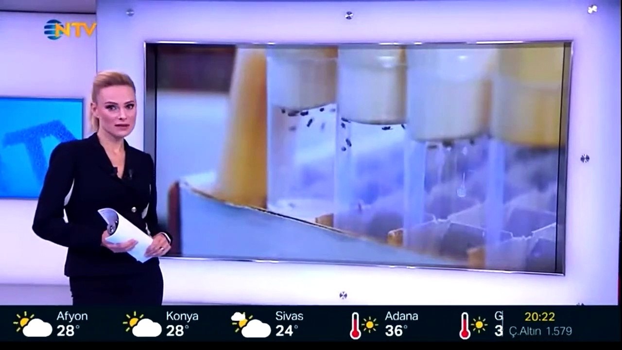 Bilim insanları sinek beynini hackledi
