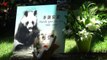 An An, the World’s Oldest Known Living Giant Panda Bear Dies at 35