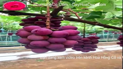 Amazing Grapes fruit garden