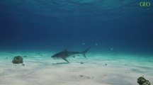 Les requins du Pacifique, plus gros que les autres ?