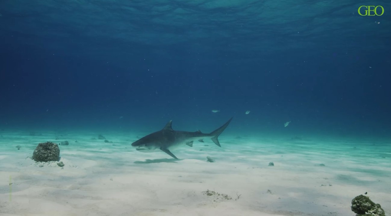 Les requins du Pacifique, plus gros que les autres ?
