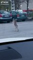 Two rabbits fighting in a street