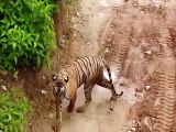 Ramgarh Vishdhari Tiger Reserve: 5 हैक्टेयर के एनक्लोजर में 10 फोटो ट्रेप कैमरों की निगरानी में बाघिन-video