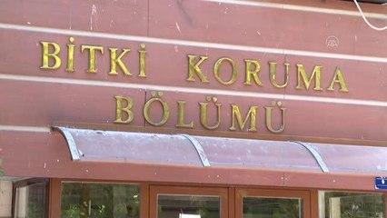 Faydalı böcekler, çiftçiyi endişelendiren çayır tırtılıyla mücadele edecek