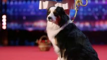 DOG AUDITION Impresses America's Got Talent Judges 2022
