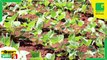 Kisan Bulletin - घोंघे के प्रकोप से फसलों को बचाने के लिए कृषि विभाग ने उठाया बड़ा कदम | ITOTY Awards 2022 | Green TV