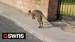 Lorry driver stunned after spotting a wallaby roaming a Lancashire village