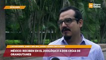 México: reciben en el zoológico a dos crías de orangutanes