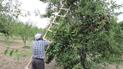 Ankara haber! Çubuk'ta vişne hasadı başladı