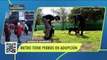 #AdoptaUnLomito: Metro CDMX realiza festival para perritos rescatados