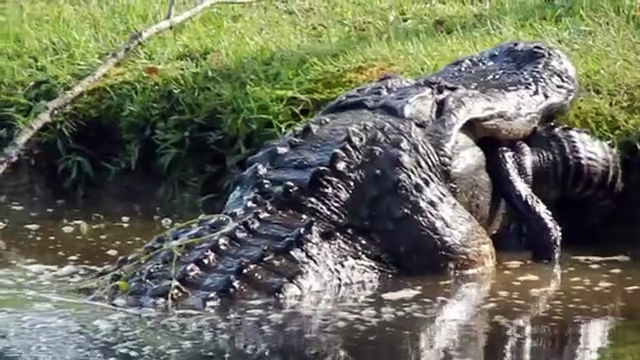 Rare : un alligator mange un autre alligator