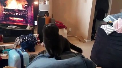 Funny animals videos. Funny animals moment of the year