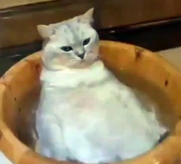 KUCING-SUKA-BERENDAM-DI-AIR-SAMPAI-NGANTUK2