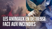 Les animaux en détresse face aux incendies en Gironde