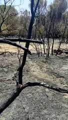 Así quedó el monte de Zazuar tras el incendio