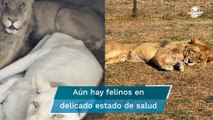 Muere leona en predio fundación Black Jaguar – White Tiger