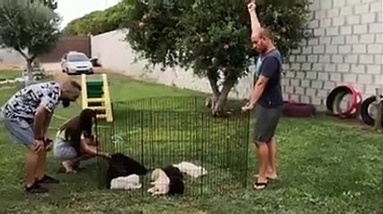 Joaquín, trabajando la camada de Junco y Dilan. Los cachorros ni se inmutan al ruido.