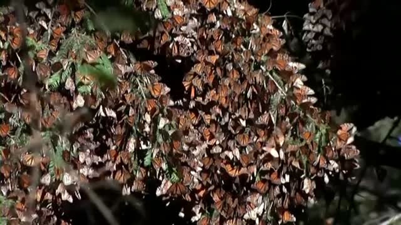 La mariposa monarca entra en la lista de especies en riesgo de extinción
