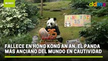 Fallece en Hong Kong An An, el panda más anciano del mundo en cautividad