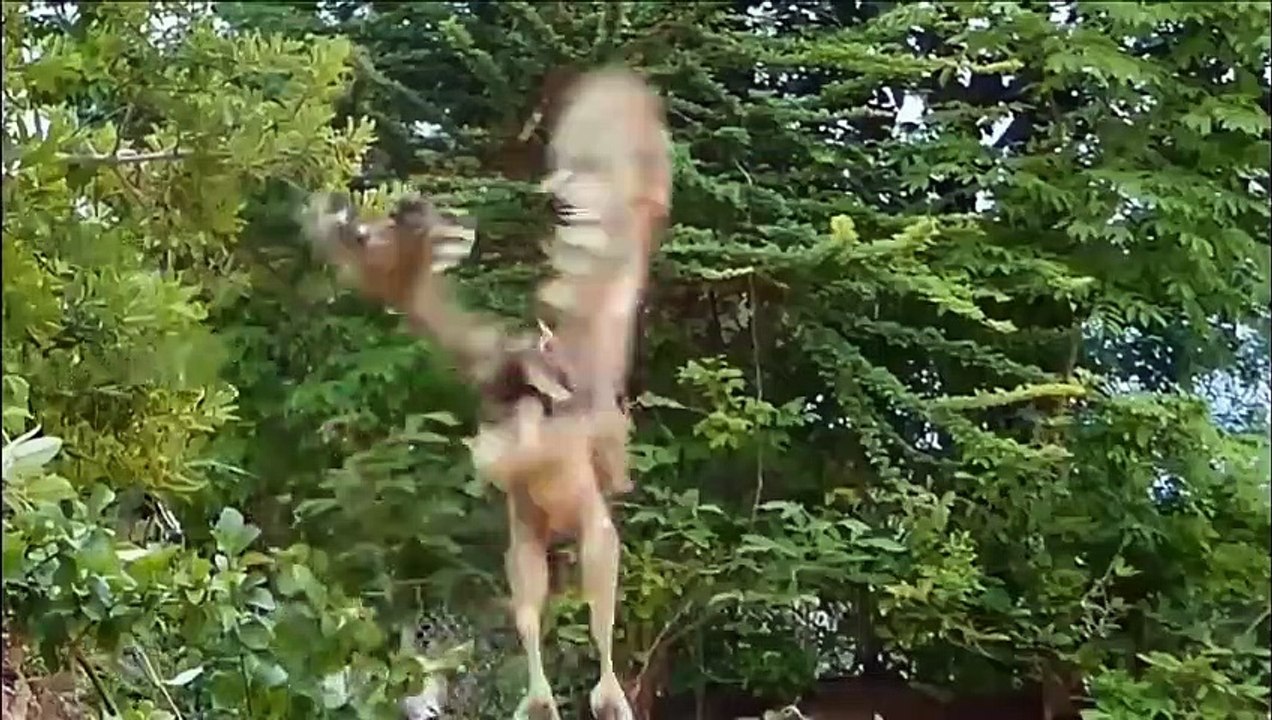 Eagle Vs Snake ► Killer Of The Sky ►Fight With Wild animals ► Squirrel, Jaguar, Buffalo, Goat, Deer