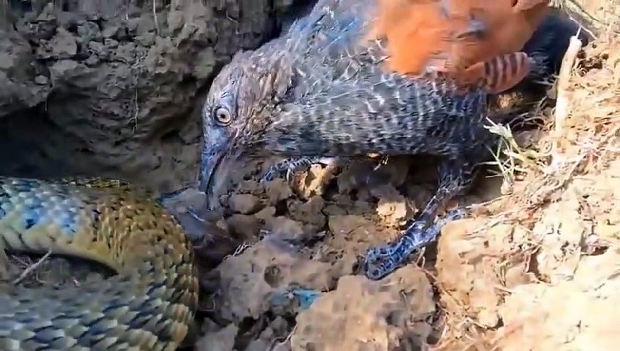 OMG! Eagle Hunt Leopard Cubs When Mother Leopard Climb Tree Catch Baby Monkey ►Eagles Steal Snakes