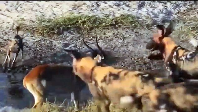 Crocodiles Stalk Antelope, Zebras Drink Water ►The Clumsy Lion Was Bitten By A Hippo