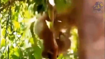 The Rock zebra Broke All The Lion's Teeth ►Crocodile Vs. Lion, Buffalo, Elephant, Rhinoceros, ...