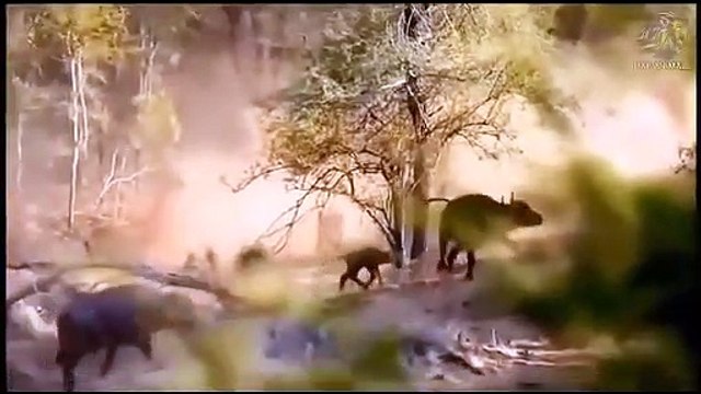 King Cobra Vs Mongoose►Wild Dog, Crocodile Attacking Wild Boar; Antelope Vs Leopard, Lion Vs Giraffe