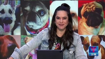 Día Mundial del Perro: adopta un lomito en la Glorieta de Insurgentes