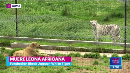 Muere leona africana de la fundación Black Jaguar-White Tiger