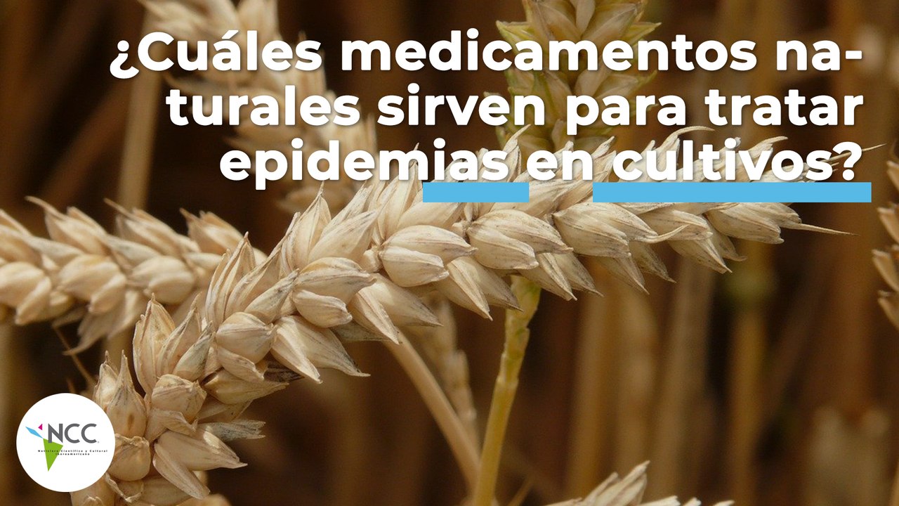 ¿Cuáles medicamentos naturales sirven para tratar epidemias en cultivos? | 466 | 25-31 de julio 2022