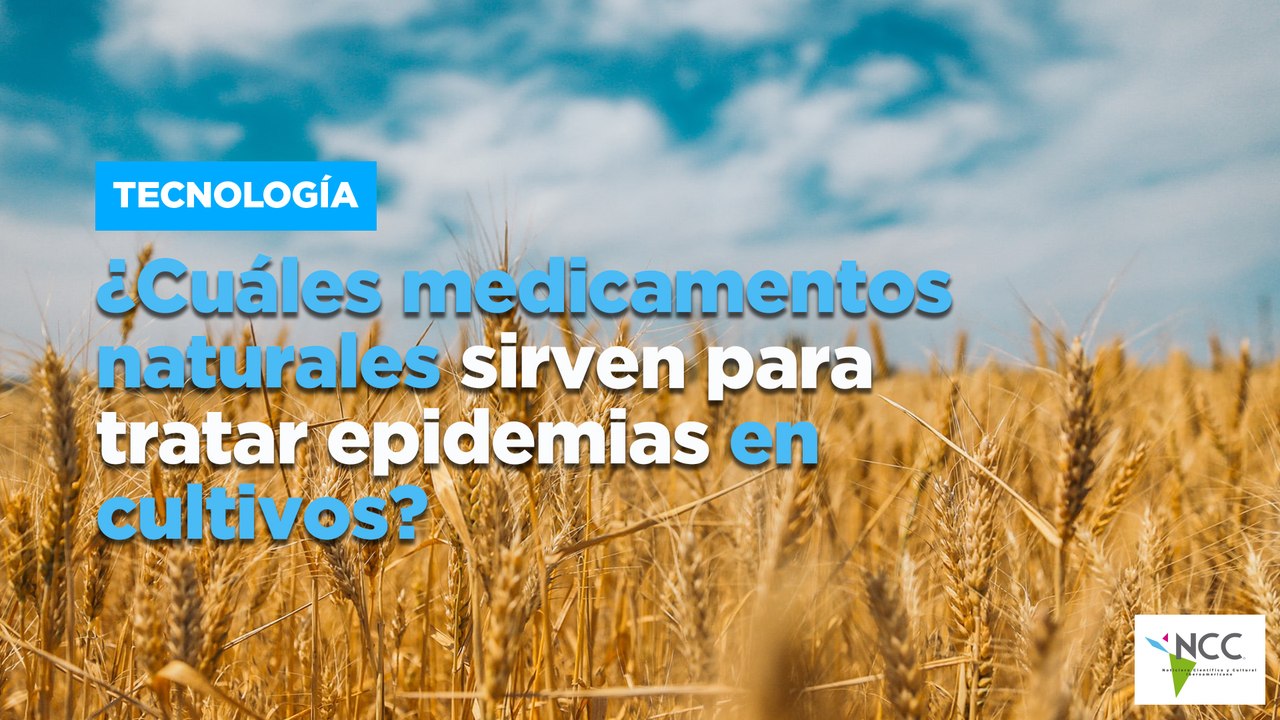 ¿Cuáles medicamentos naturales sirven para tratar epidemias en cultivos?