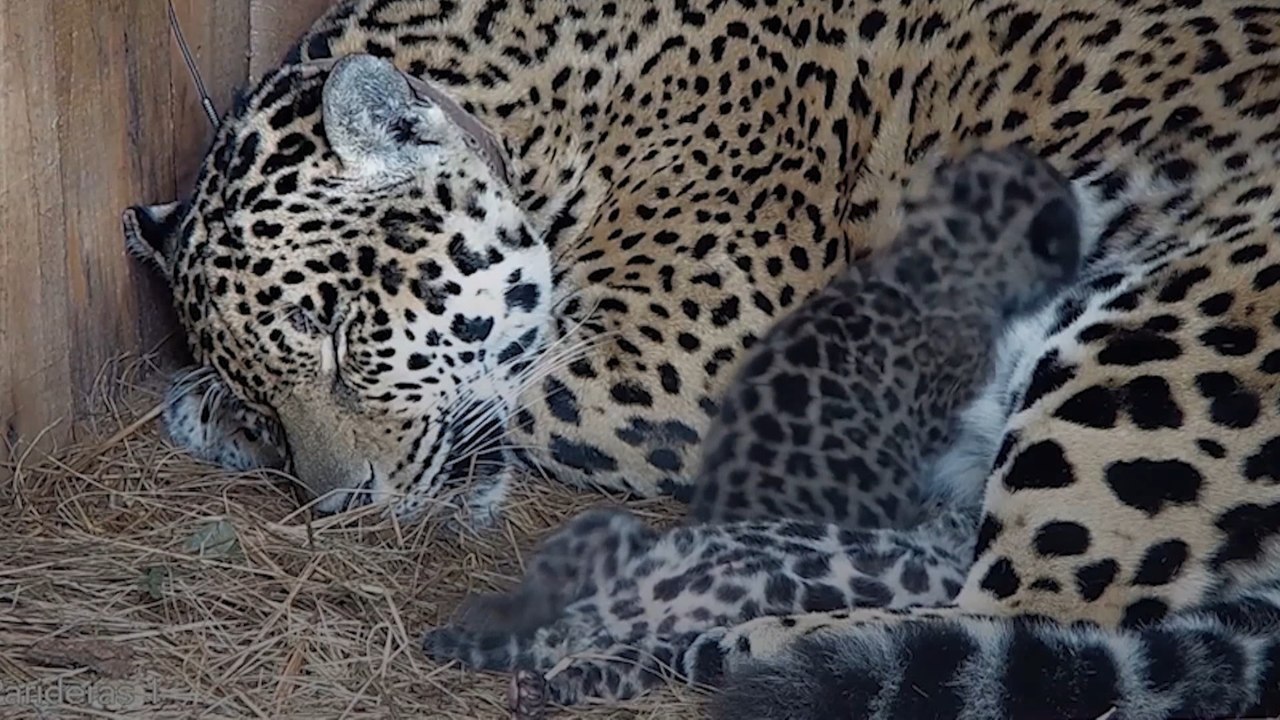 Nacen cachorros yaguareté en libertad en Argentina por primera vez en 70 años