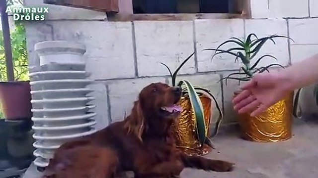 Chien Setter irlandais mignon main tremblante comme un humain