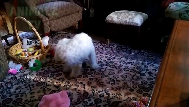 Chiens drôles à la poursuite de leurs queues - Funny Animals Compilation