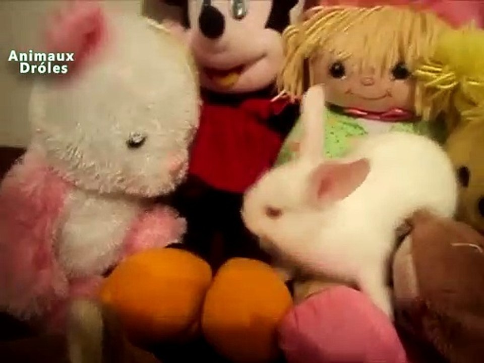 Lapin mignon Animaux se voyant En miroir pour la première fois et jouer dans les jouets