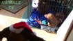 Chiens drôles et chats vs Peluches - Cute Videos Pet