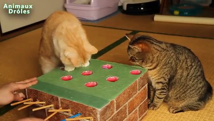 Drôles et mignons Animaux long Compilation Juin 2015 [Full HD 1080p VIDEO]