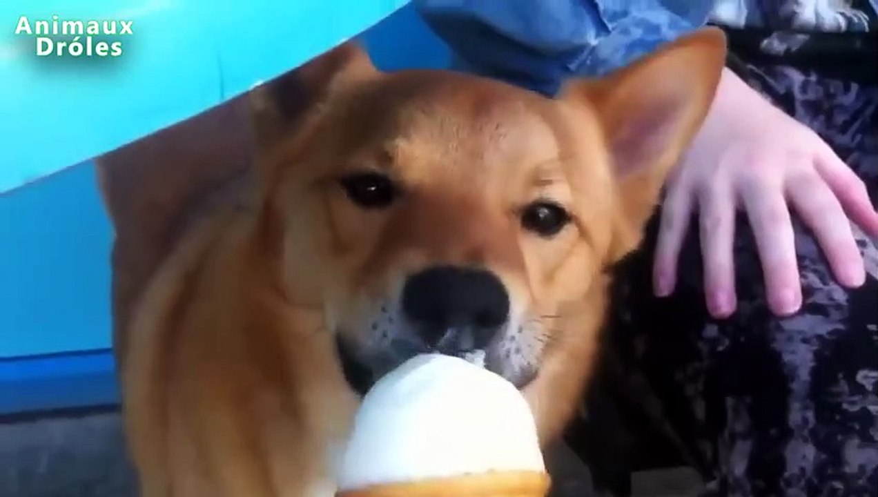 Chiens drôles manger la crème glacée pour la compilation Première Fois