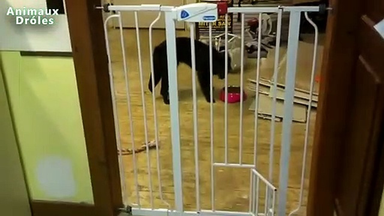 Gros Chiens drôles Utilisation Chats Portes Compilation 2015