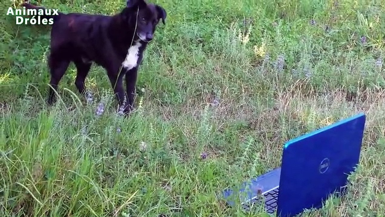 Chiens & Chats Faire pitre Compilation [2015 NOUVELLE EDITION]