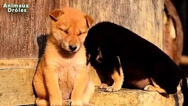 Chiens drôles qui ont perdu le combat contre le sommeil - Chiens Essayer de rester éveillé